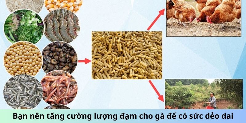 Các Loại Mồi Cho Gà Đá Giúp Chiến Kê Đá Đâu Thắng Đó 2 Trang Chủ Jun88.com #1 Việt Nam Bạn nên tăng cường lượng đạm cho gà để có sức dẻo dai